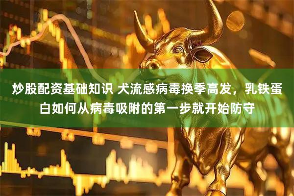 炒股配资基础知识 犬流感病毒换季高发，乳铁蛋白如何从病毒吸附的第一步就开始防守
