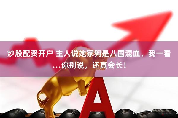 炒股配资开户 主人说她家狗是八国混血，我一看…你别说，还真会长！